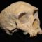 Il nostro cervello e quello dei Neanderthal erano più simili di quanto si pensi