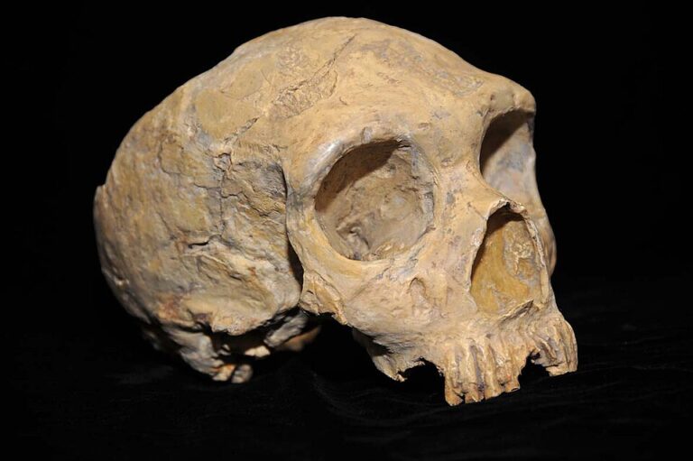Neanderthal