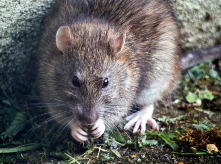 Hantavirus in crociera: cos’è e come si trasmette