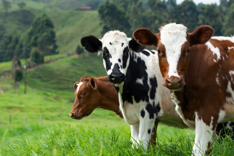 Fabbricare carne: quando l’IA entra nella stalla