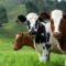 Fabbricare carne: quando l’IA entra nella stalla