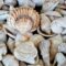 Conchiglie vuote come nuove case: così 470 milioni di anni fa cambiò la vita negli oceani