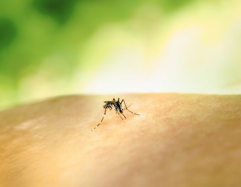 Dengue, l’Italia ha il record europeo di casi. Come proteggersi