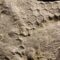 Finalmente sappiamo chi è l’animale che scava esagoni da mezzo miliardo di anni