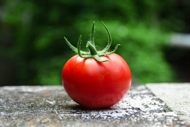 Pirateria vegetale, quando il pomodoro è illegale