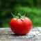 Se il pomodoro nasce dal seme sbagliato