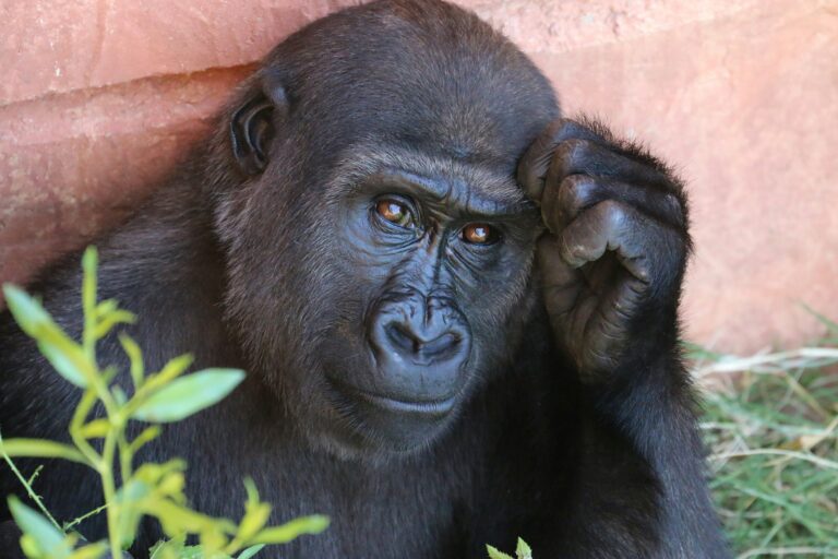 Gli animali sono intelligenti? Ecco cosa dice l’etologia