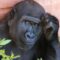 Gli animali sono intelligenti? Ecco cosa dice l’etologia
