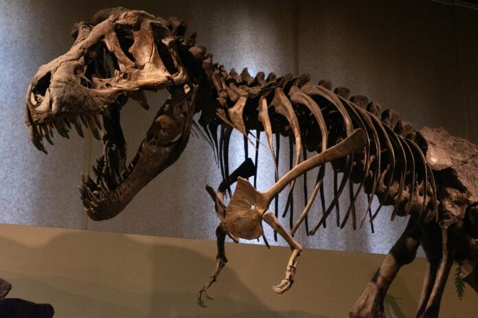 T. rex