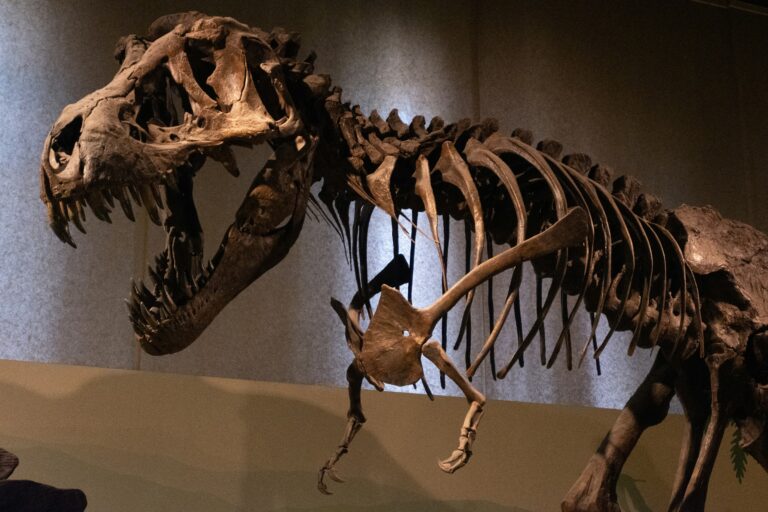 T. rex