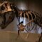 Il T. rex? Un dinosauro a sangue caldo