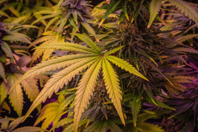 cannabis