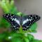 Le farfalle ingannano i predatori con illusioni ottiche